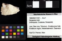 Foto (Objket + Etiketten) von Goniodromites bidentatus (Reuss, 1858) 